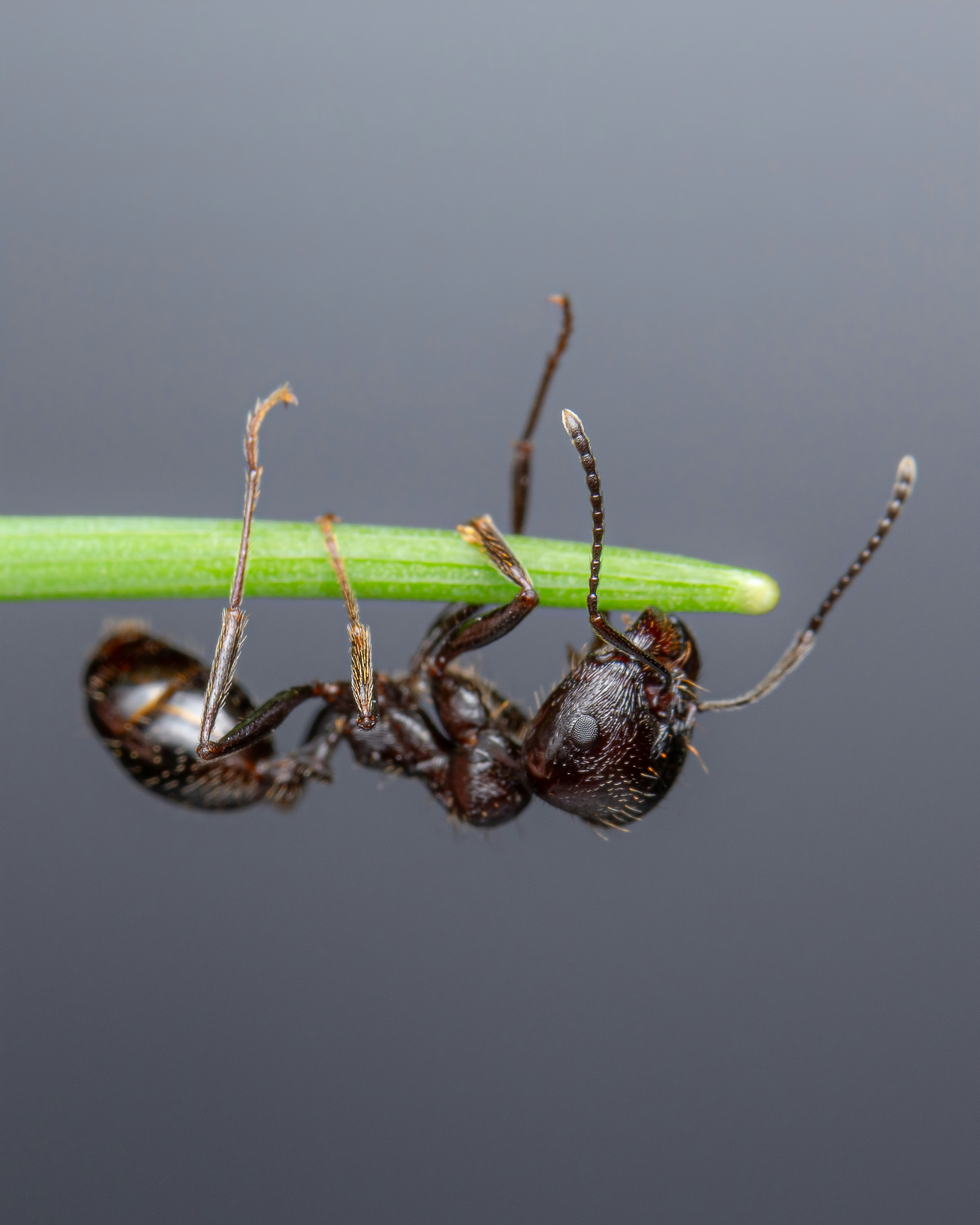 The wonders of death in ants